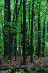 Obraz premium footpath in the woods