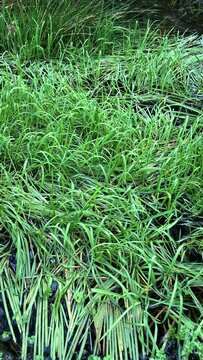 Green grasses in a pond in a forest, vertical video