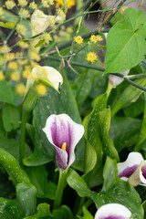 Close up of purple and white flower with green leaves