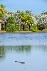 Beautiful specimen of aligator in its natural environment in Florida, United States - 763322403