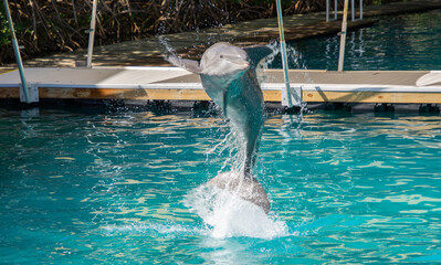 Dolphin jumping in a large pool in a public park in Florida - 763322414