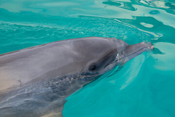 Dolphin in a large pool in a public park in Florida - 763322461