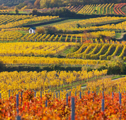 herbstliche Weinreben, Weinberge, Baden bei Wien, südliches Wiener Becken, Wienerwald,...