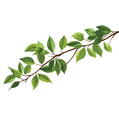 Fototapeta na wymiar Tree Branch Leaves clipart isolated on white background
