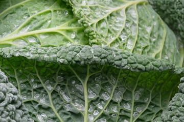 a close up of a cabbage leaf with water drops on it