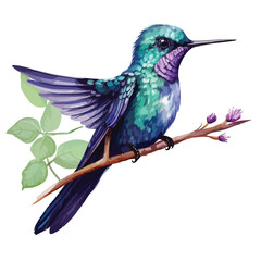 Violet-capped Woodnymph Clipart