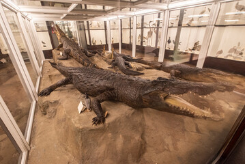 Crocodile specimens displayed in a museum case.