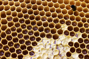 Wooden honeycomb frame with bees covered in smoke by beekeepers bee smoker close up