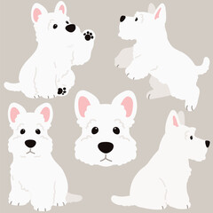 Fototapeta premium Simple and adorable white Scottish Terrier illustrations flat colored
