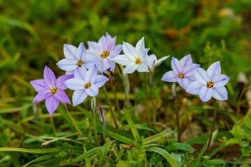 野原に咲く花ニラの花