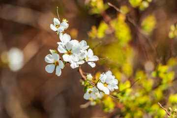 可愛い白い花を連ねるカスミソウ