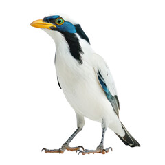 Obraz premium Bali myna bird isolated on transparent background