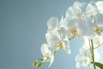 Beautiful White Orchids on Blue Background with Copy Space for Text Elegant Floral Composition on Sky Blue Backdrop