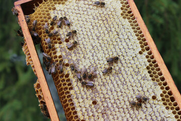Wooden honeycomb frame with bees covered in smoke by beekeepers bee smoker close up