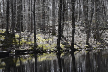 reflection of trees in the water