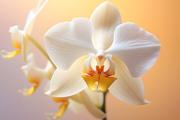White orchid closeup photo, pastel background