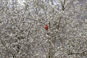 Cardinal hiding in a tree
