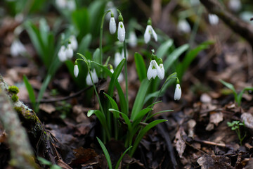 Beautiful flowers of the Galanthus nivalis snowdrop in spring after rain on a forest background.
