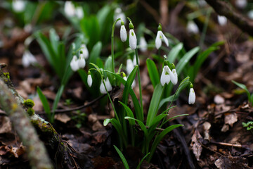 Beautiful flowers of the Galanthus nivalis snowdrop in spring after rain on a forest background.
