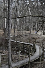 Pathway into the forest
