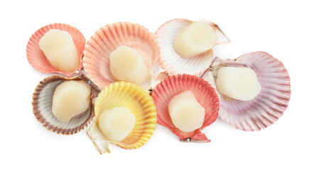 Many fresh raw scallops in shells isolated on white, top view