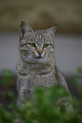 Grey Tabby cat in wild