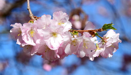 Fototapeta premium Beautiful pink petals, flowering trees in spring