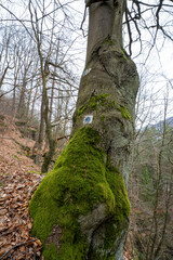 Wegzeichen an einem Wanderweg im Elbsandsteingebirge