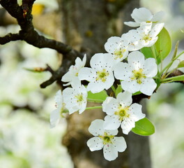 White noble pear blossoms on a pear tree in spring in South Tyrol, Lana near Merano, Europe	 - obrazy, fototapety, plakaty