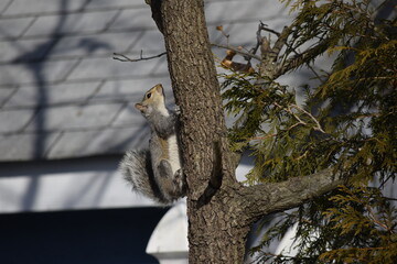 squirrel on a tree