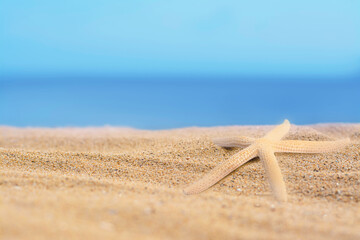 Fototapeta na wymiar Starfish on sandy beach near sea, space for text