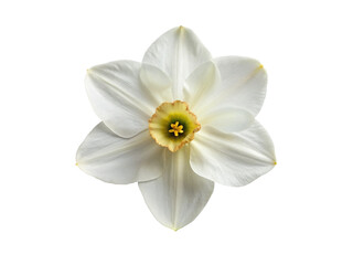 Naklejka na ściany i meble White narcissus flower. isolated on transparent background.