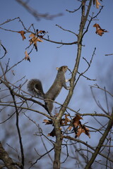 Squirrel on a tree branch