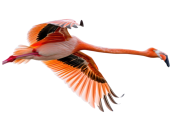 flying flamingo on isolated transparent background