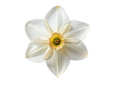 White narcissus flower. isolated on transparent background.