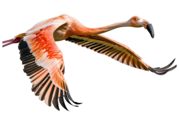 flying flamingo on isolated transparent background