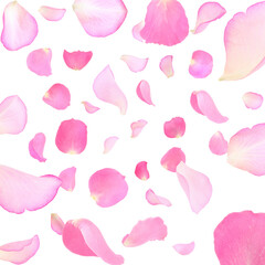 Pink rose petals flying on white background