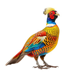 golden pheasant on isolated transparent background