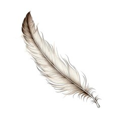 Bird Feather Hand Drawn Illustration Isolated on White Background, Elegance Curly Bird Feather