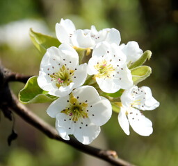 White noble pear blossoms on a pear tree in spring in South Tyrol, Lana near Merano, Europe	