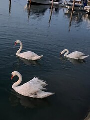 swans