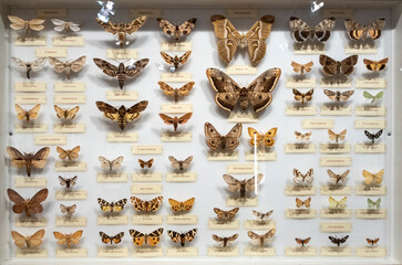 Collection of butterflies in a display cabinet