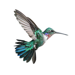 flying humming bird on isolated transparent background