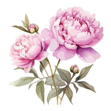 Watercolor Royal Peonies Clipart 