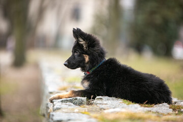 Longhaired German Shepherd puppy in the park