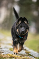 Longhaired German Shepherd puppy in the park