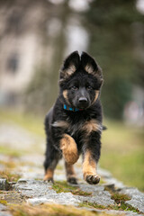 Longhaired German Shepherd puppy in the park