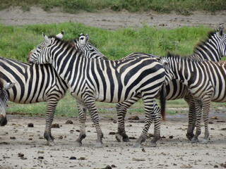 Fototapeta na wymiar Closeup image of zebras roaming freely in Northern Tanzania