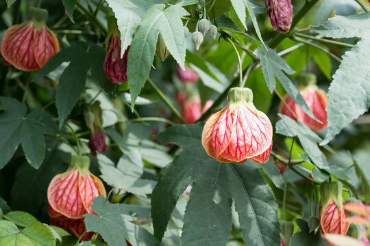 Beautiful Chinese lantern flowers.