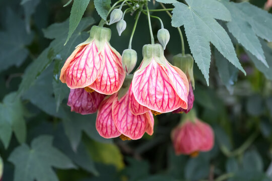 Beautiful Chinese lantern flowers.